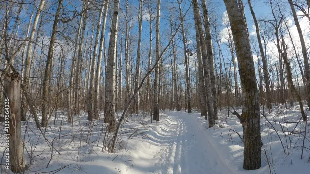 POV from GoPro mounted on a cross-country skier’s head while skiing along a trail through a forest of aspen trees
POV from GoPro mounted on a cross-country skier’s head while skiing along a trail through a forest of aspen trees