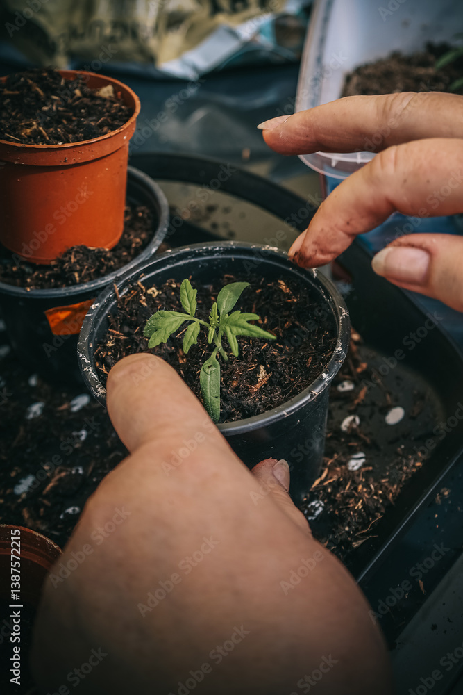 Obraz premium Transplanting tomato seedlings into pots by hand at home 