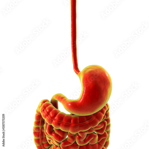 Obraz na płótnie Human digestive system, 3D illustration w salonie