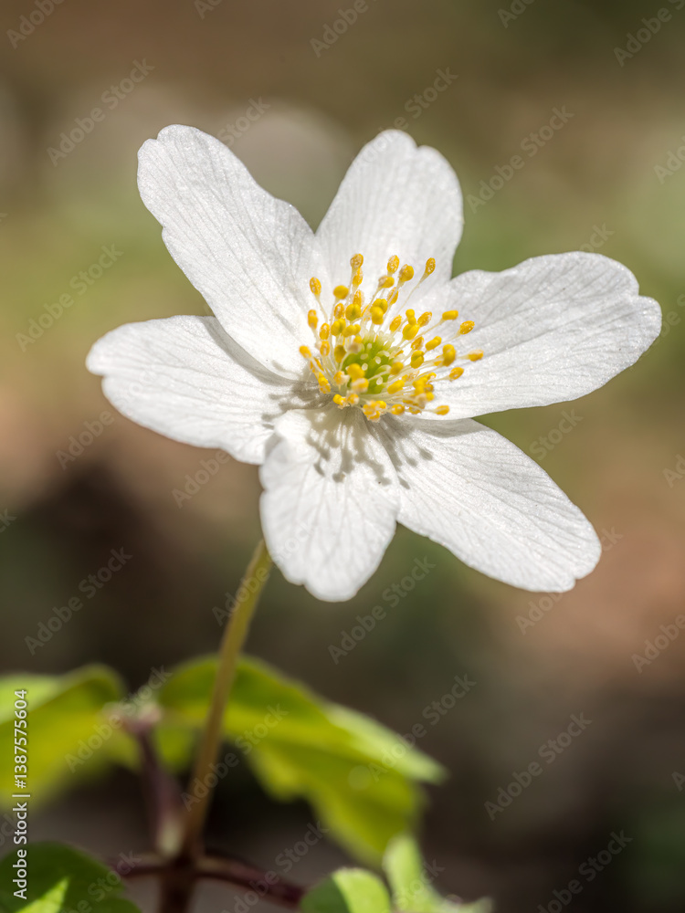 White wood anemone Flower in Bloom Amid Green Foliage in Springtime White wood anemone Flower in Bloom Amid Green Foliage in Springtime