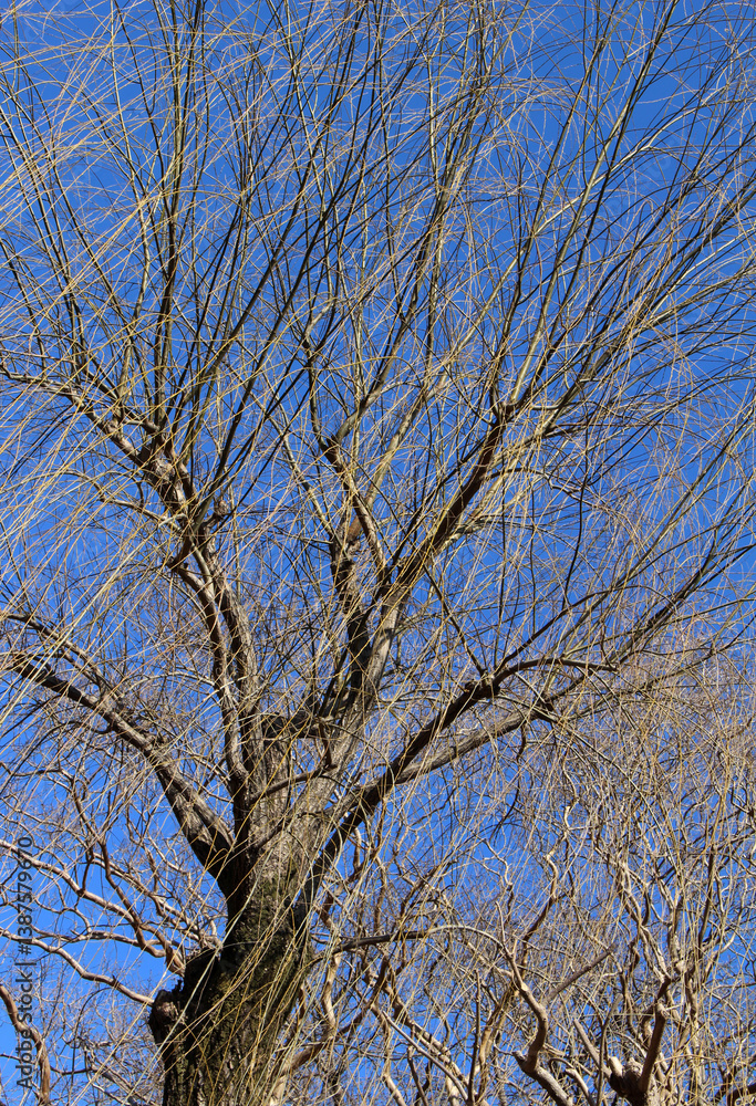 Leafless willow tree against the blue sky in a sunny day. Bare willow tree in winter background. Leafless willow tree against the blue sky in a sunny day. Bare willow tree in winter background.