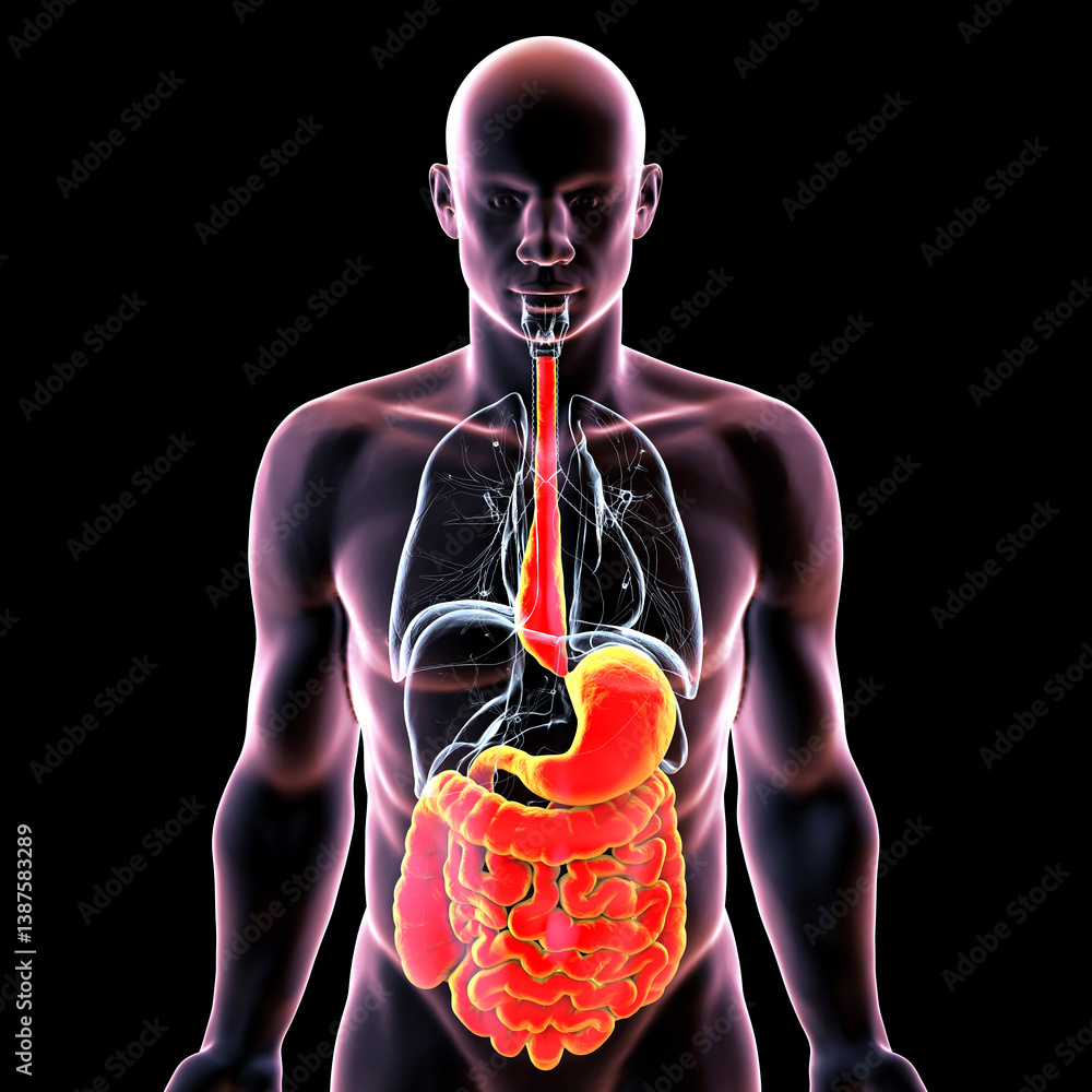 Megaesophagus, 3D illustration