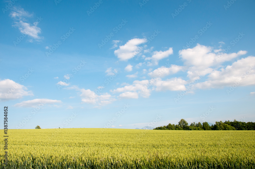 Obraz premium 青空とムギ畑 