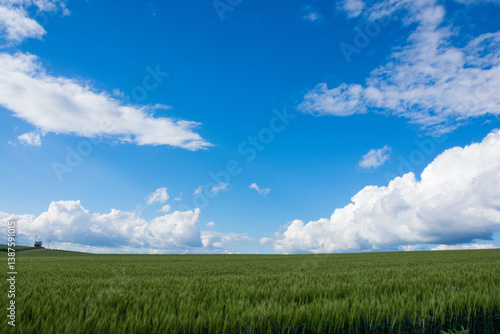 初夏の青空と緑のムギ畑