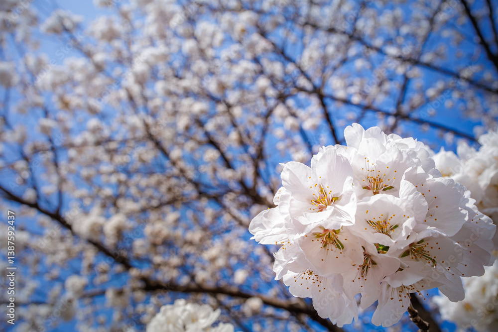 Beautiful Ivory or White Cherry Blossoms blooming in blue sunny sky on nature background Beautiful Ivory or White Cherry Blossoms blooming in blue sunny sky on nature background