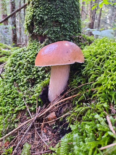 A big white mushroom on a background of green moss in the forest