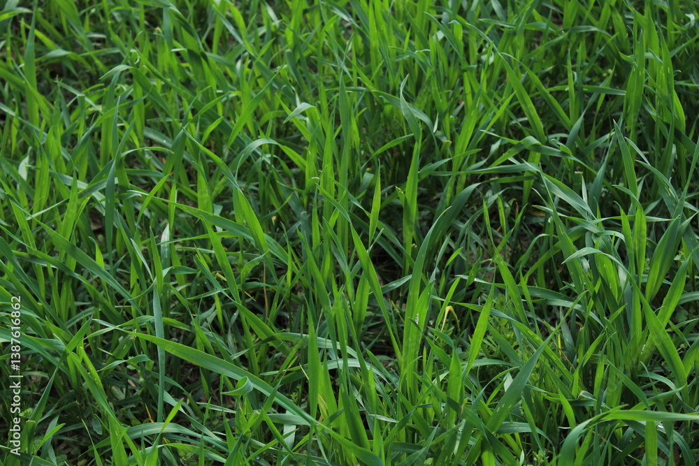 Obraz premium green grass background