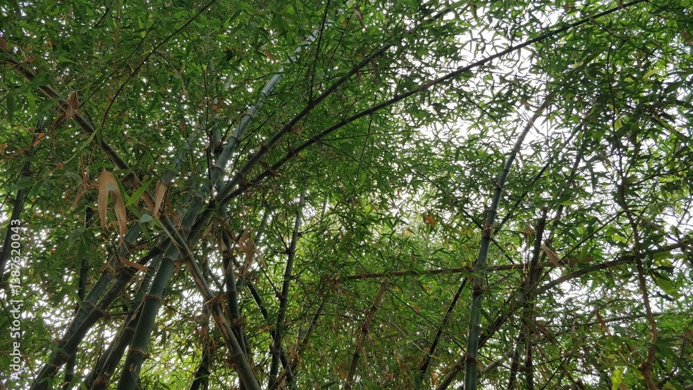 Fototapeta premium Tall, green bamboo trees swaying gently in the breeze, serene and lush.