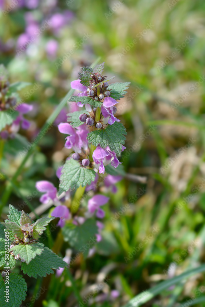 Spotted dead-nettle flowers Spotted dead-nettle flowers