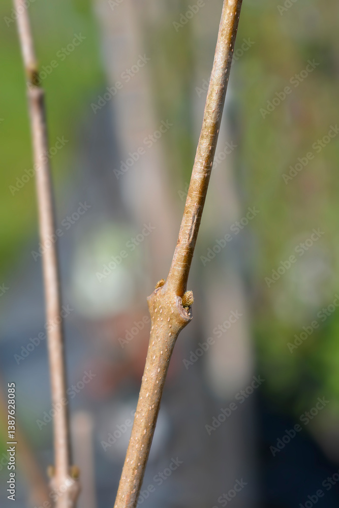 Chinese sweetshrub branch with winter buds Chinese sweetshrub branch with winter buds