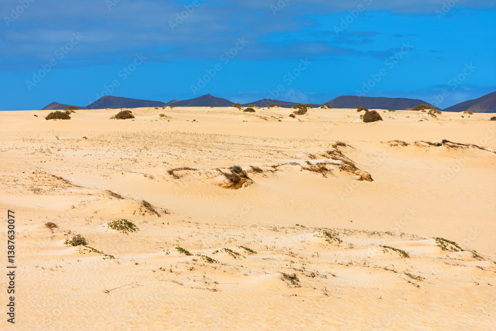 Stunning Dunas de Corralejo in Fuerteventura Canary Islands, a breathtaking expanse of golden sand dunes under a blue sky, perfect for capturing raw beauty of nature. Ideal for travel and landscape