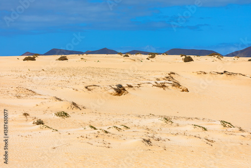 Obraz na płótnie Stunning Dunas de Corralejo in Fuerteventura Canary Islands, a breathtaking expanse of golden sand dunes under a blue sky, perfect for capturing raw beauty of nature. Ideal for travel and landscape w salonie