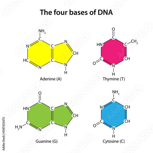 Bilde på lerret The four bases of DNA (adenine, thymine, guanine, cytosine)