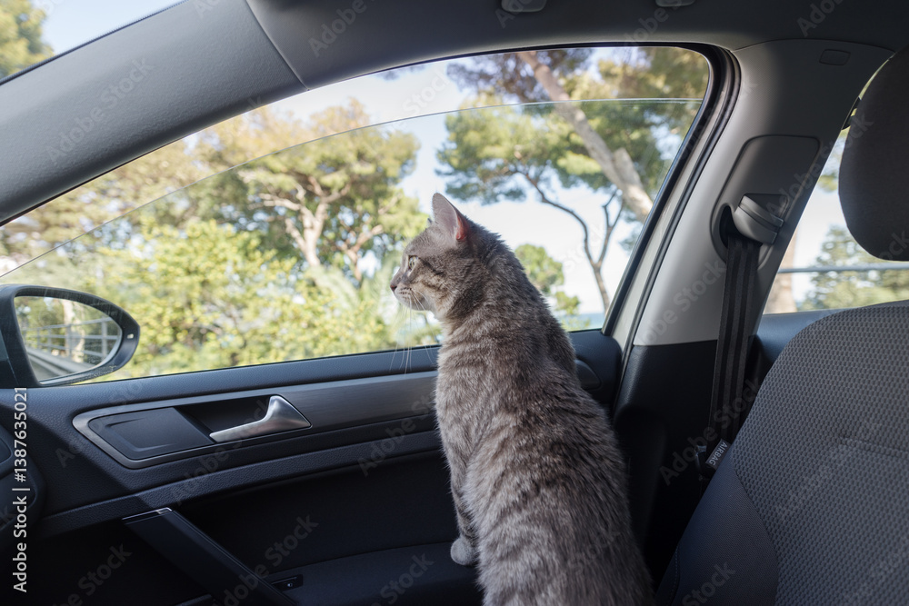 A beautiful gray striped adult cat is sitting on the passenger seat of the car
