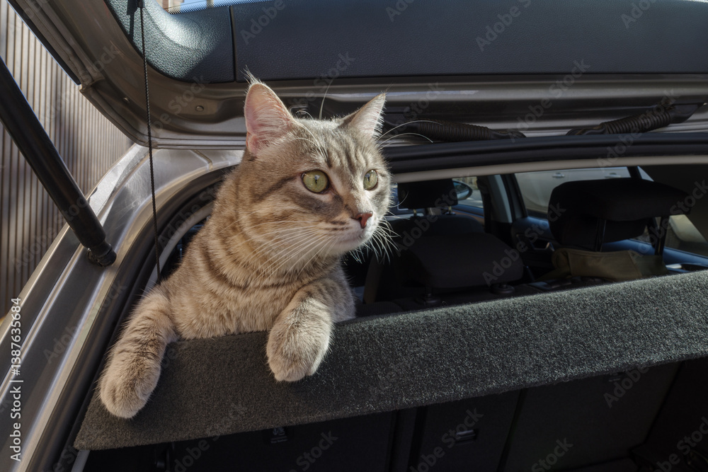 Grey cat scared curious riding in a car