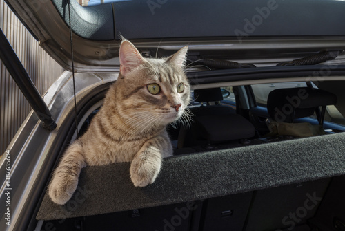 Obraz na płótnie Grey cat scared curious riding in a car w salonie