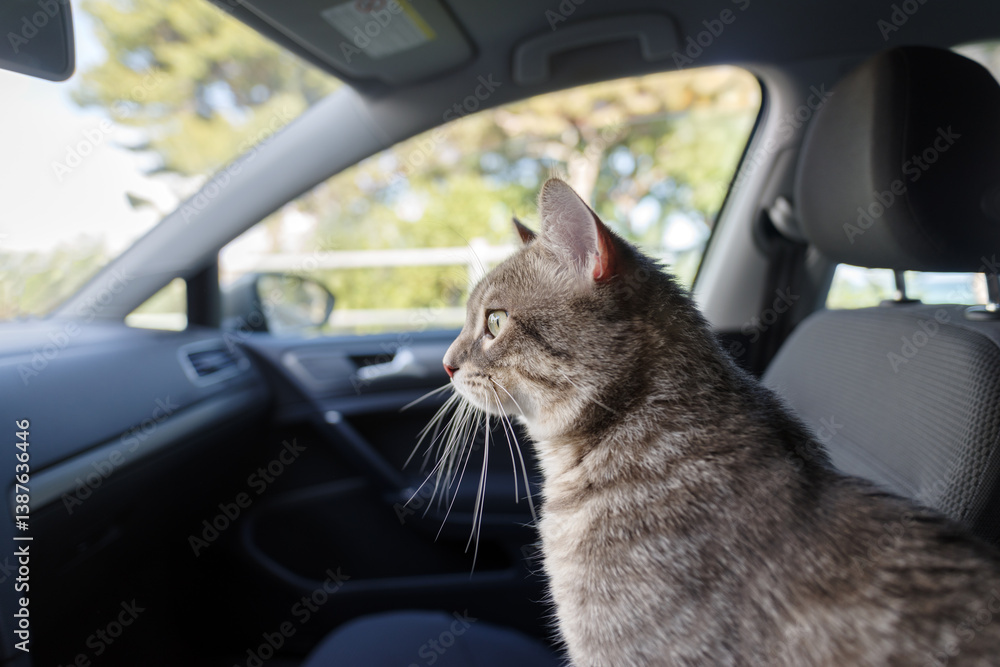 A beautiful gray striped adult cat is sitting on the passenger seat of the car