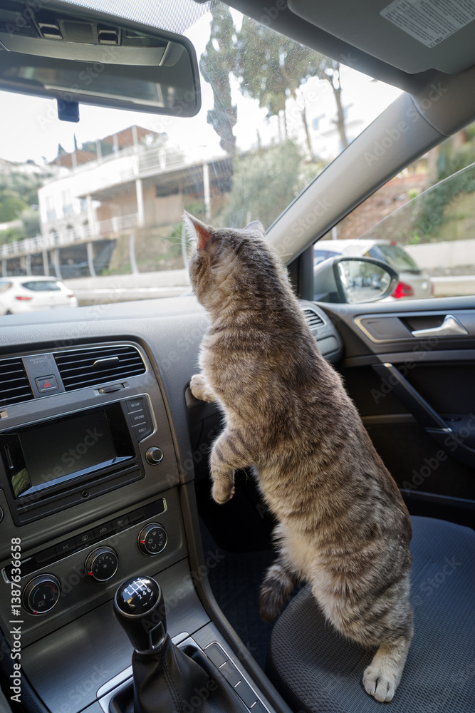 Cat riding in a car