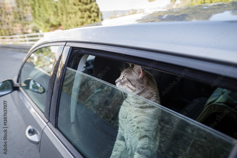 Cat sticking head out car window
