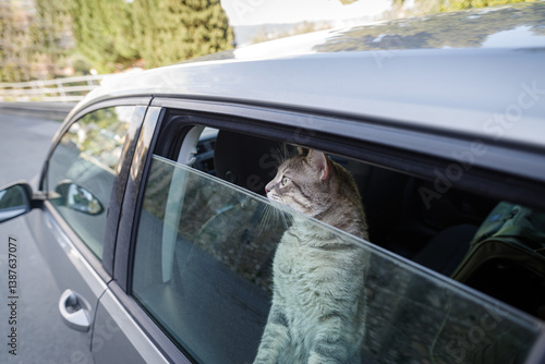 Obraz na płótnie Cat sticking head out car window w salonie