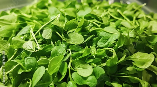 Wallpaper Mural Abundant Fresh Watercress Greens Close-Up Displaying Vibrant Nutrition Torontodigital.ca