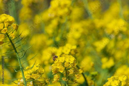 菜の花とミツバチ