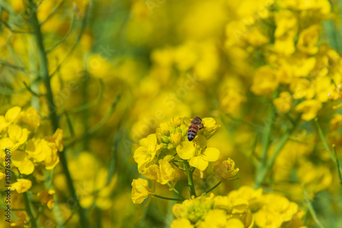 菜の花とミツバチ