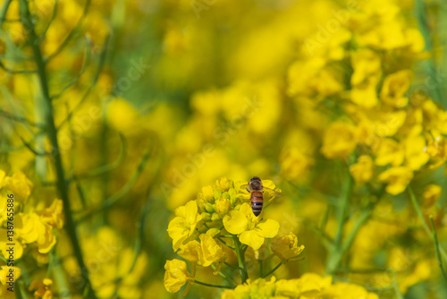 菜の花とミツバチ