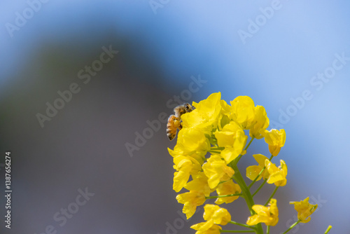 菜の花とミツバチ