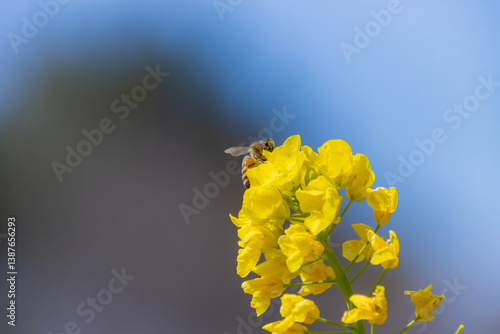 菜の花とミツバチ