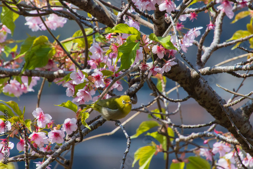 桜とメジロ