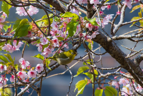 桜とメジロ