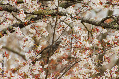 桜とヒヨドリ