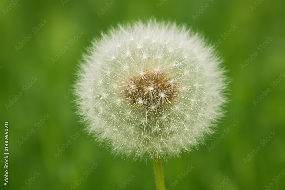 Close-up of dandelion seed head on vibrant green natural background
Close-up of dandelion seed head on vibrant green natural background