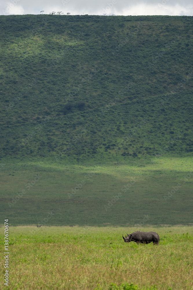 Obraz premium A single rhino stands in the dense grass of the savannah in the middle of the Ngorongoro Crater in Tanzania Africa, the crater rim in the background is clearly visible 