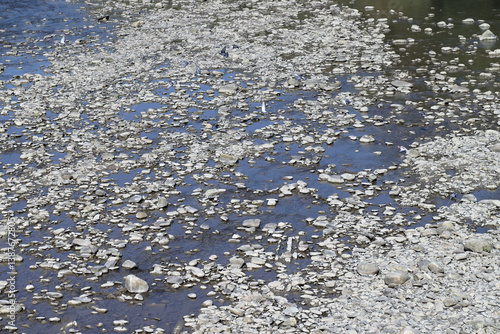 Water and pebbles. Coast of a shallow mountain river. Abstract background.