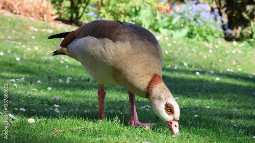 Nilgans