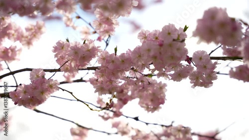 Tree with pink cherry blossoms. Flowers on branches. Branches are green. Tree against sky background.