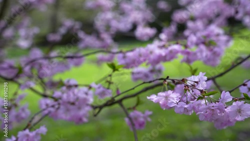 A tree with pink flowers. The tree is in a park. Cherry blossom tree.