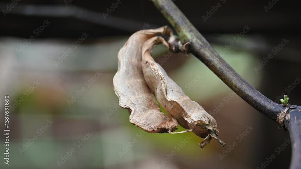 Dry Lablab purpureus pods. It is a species of bean in the family Fabaceae. Its other names lablab bean, bonavist bean pea, dolichos bean, seim, lablab, Egyptian kidney bean, Indian bean. Dry Lablab purpureus pods. It is a species of bean in the family Fabaceae. Its other names lablab bean, bonavist bean pea, dolichos bean, seim, lablab, Egyptian kidney bean, Indian bean.