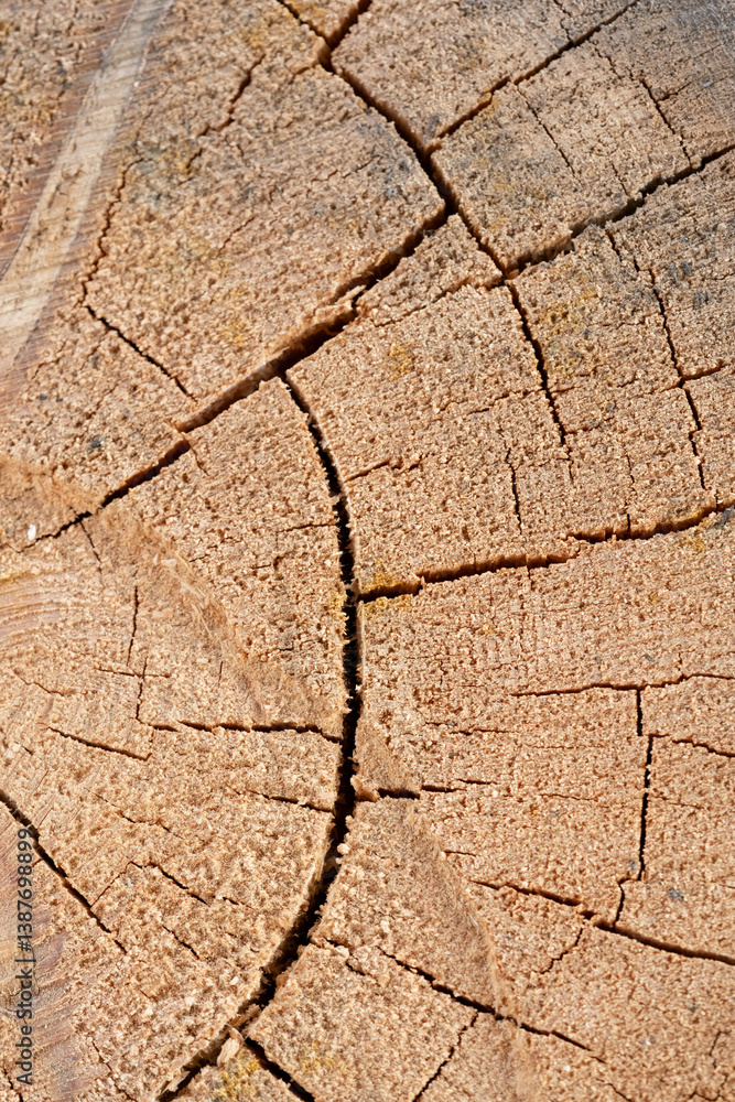 Fototapeta premium High-quality image of tree structure, perfect for use in retouching and digital manipuliation. Image shocases detailed textures of tree bark. Pefect for use as background, overlay or texture layer. 
