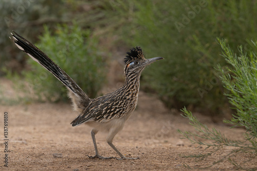 Great Roadrunner portrait