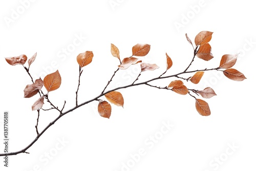 Copper Beech Branch with Brown Leaves Isolated on White Background, Botanical Detail