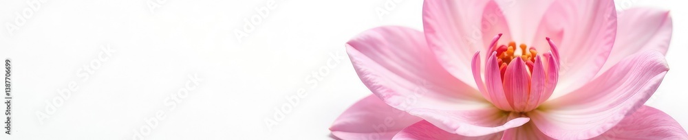 Delicate petals of a flower isolated on white background, white, elegance, floral Delicate petals of a flower isolated on white background, white, elegance, floral
