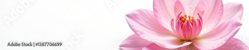 Delicate petals of a flower isolated on white background, white, elegance, floral