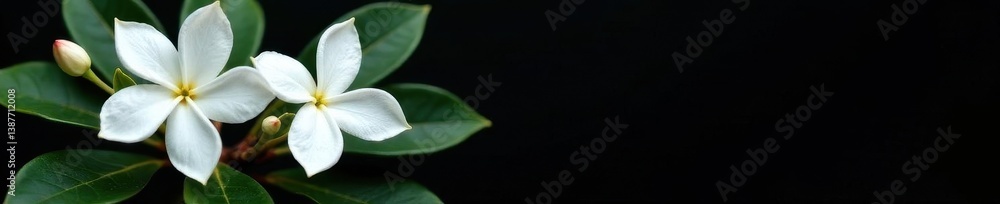 Fototapeta premium Delicate white jasmine blossoms contrast sharply against a deep black background , closeup, art, summer