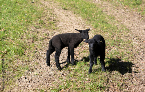 Two petite black sheep