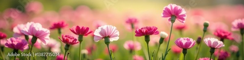 Pink and white blooming carnations in a field, flower fields, wildflowers