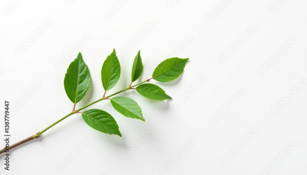 Fototapeta premium Single branch stretching across a large white canvas, leaf, foliage