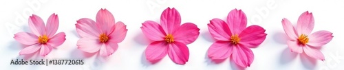 Single flower petals isolated on white background, bloom, plant